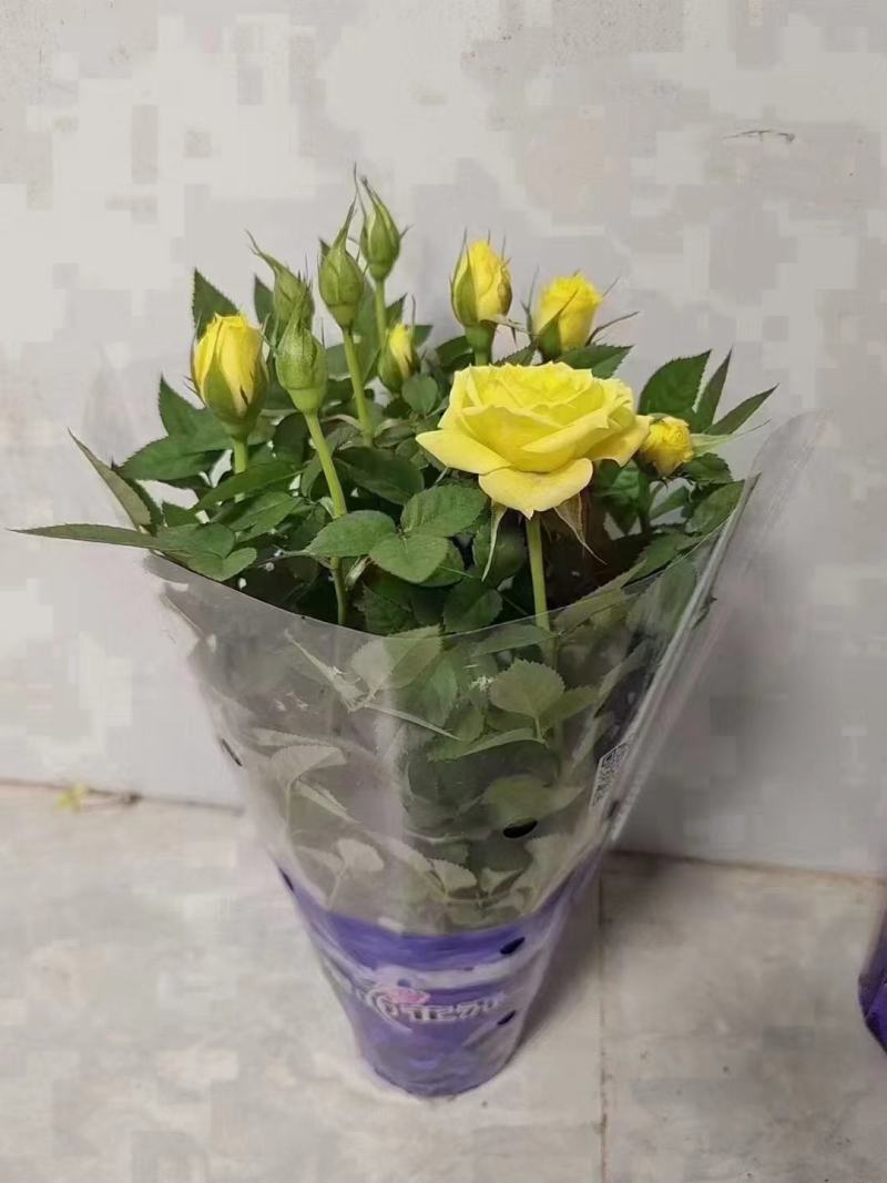 漂亮的小玫瑰花，多种颜色，随机挑