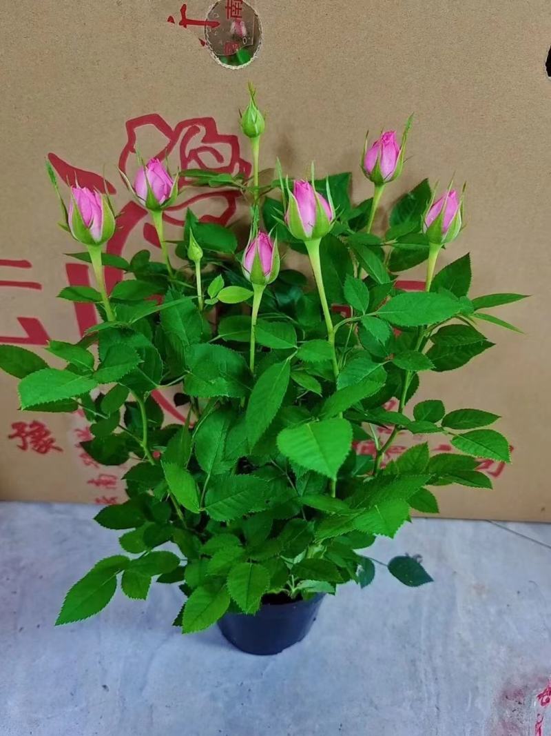 漂亮的小玫瑰花，多种颜色，随机挑