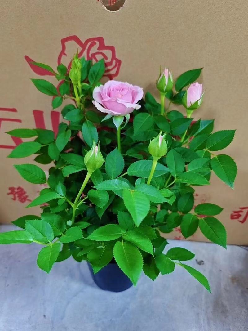 漂亮的小玫瑰花，多种颜色，随机挑