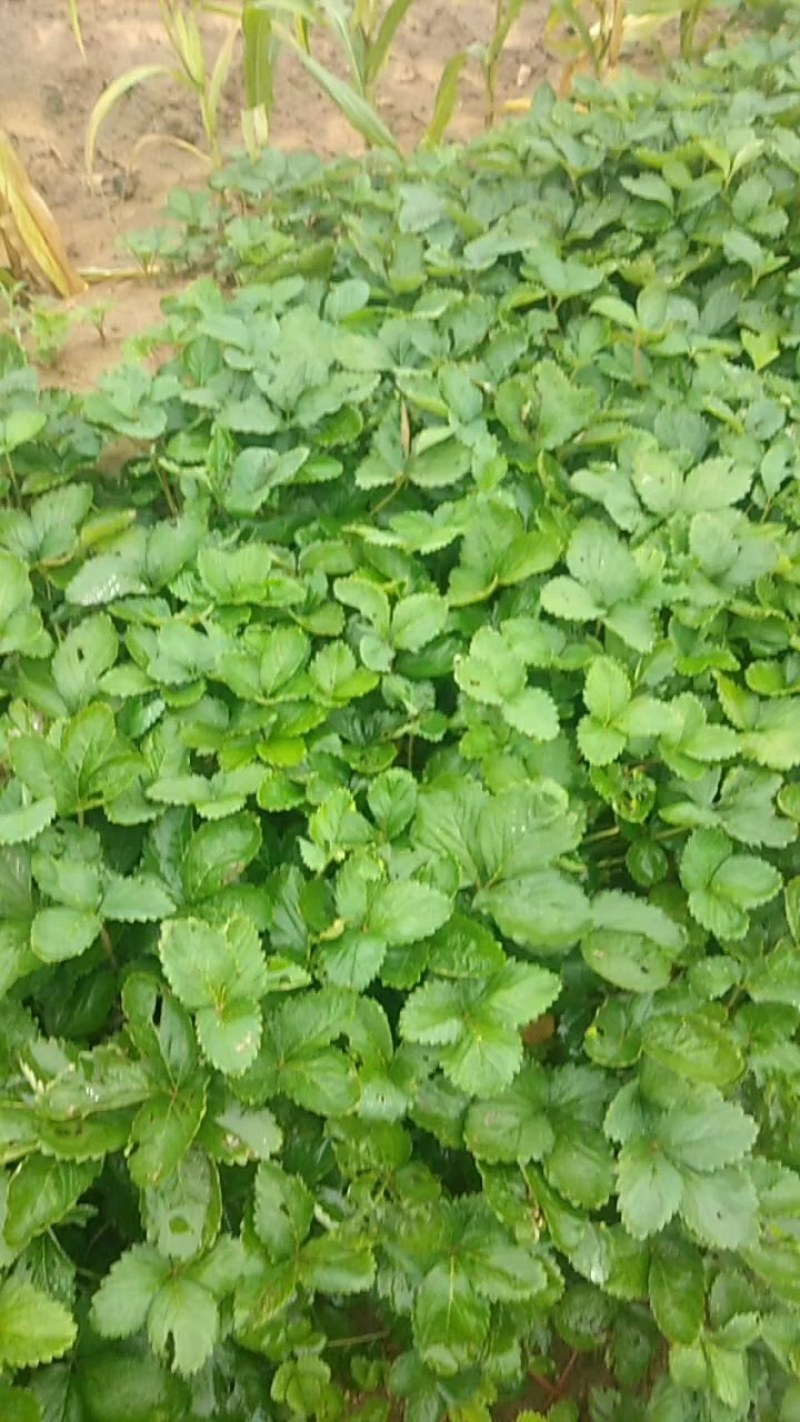 草莓苗，全明星草莓苗，高10一20公分。三叶一心，脱毒，