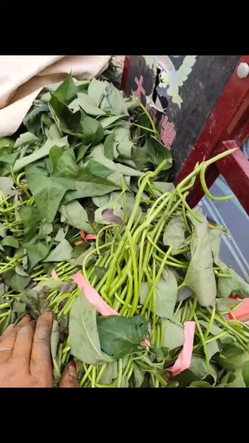红薯苗