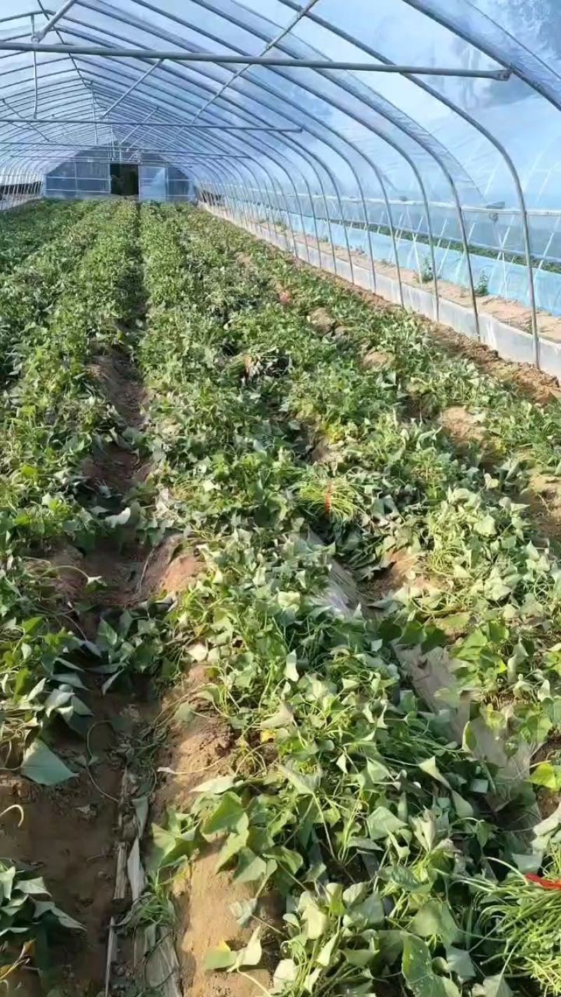 红薯苗