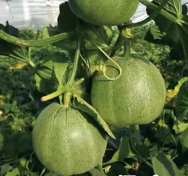 展示成熟绿宝甜瓜的整体外观,绿色外皮和切开后金黄果肉 绿宝甜瓜外观展示