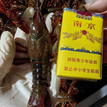 龙虾