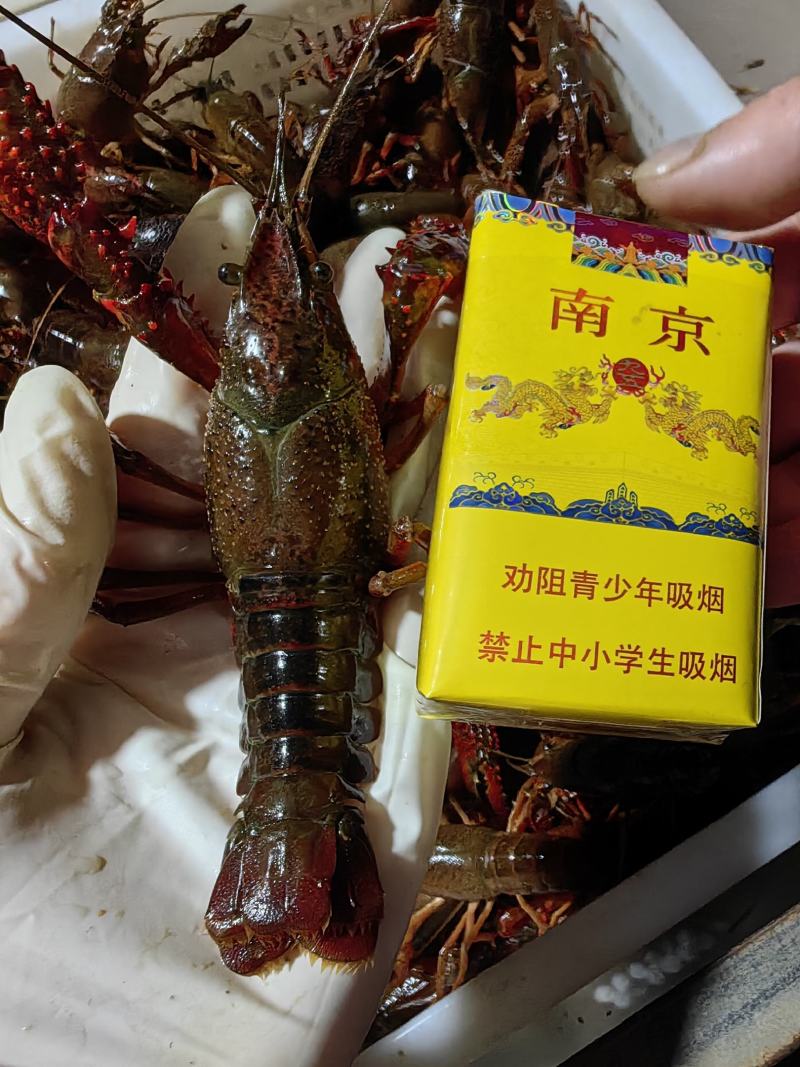 龙虾