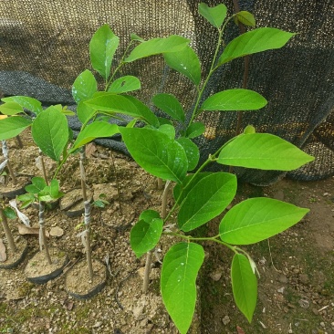 释迦苗，嫁接释迦果苗，释迦果树苗番荔枝台湾嫁接凤梨释迦果