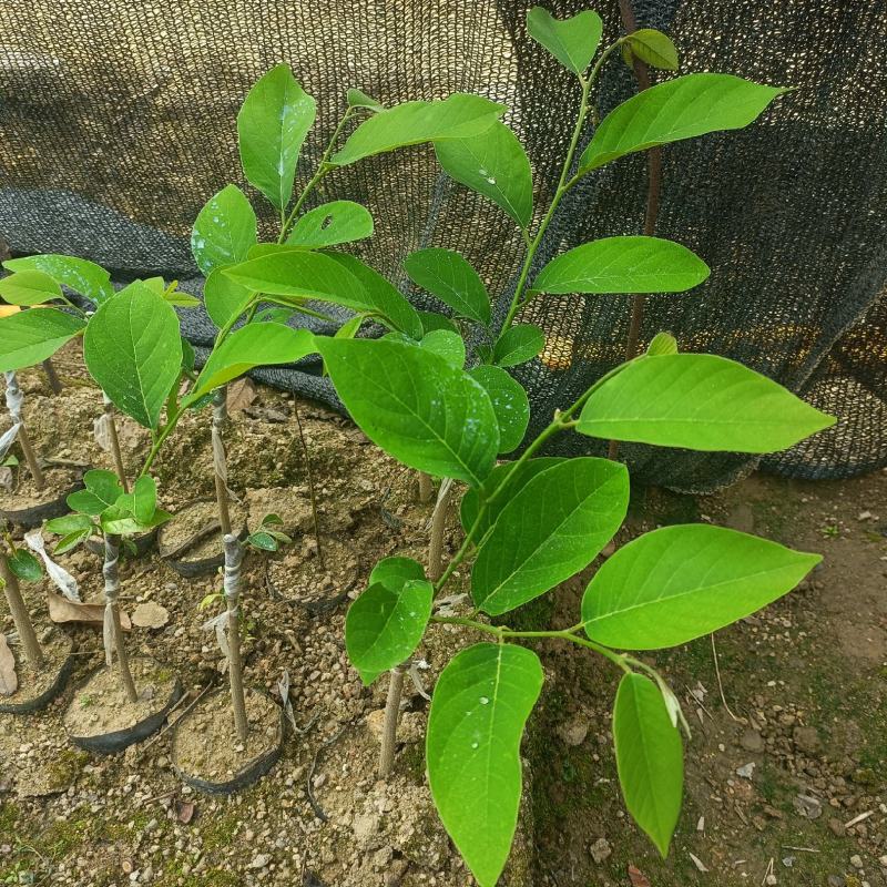 释迦苗，嫁接释迦果苗，释迦果树苗番荔枝台湾嫁接凤梨释迦果