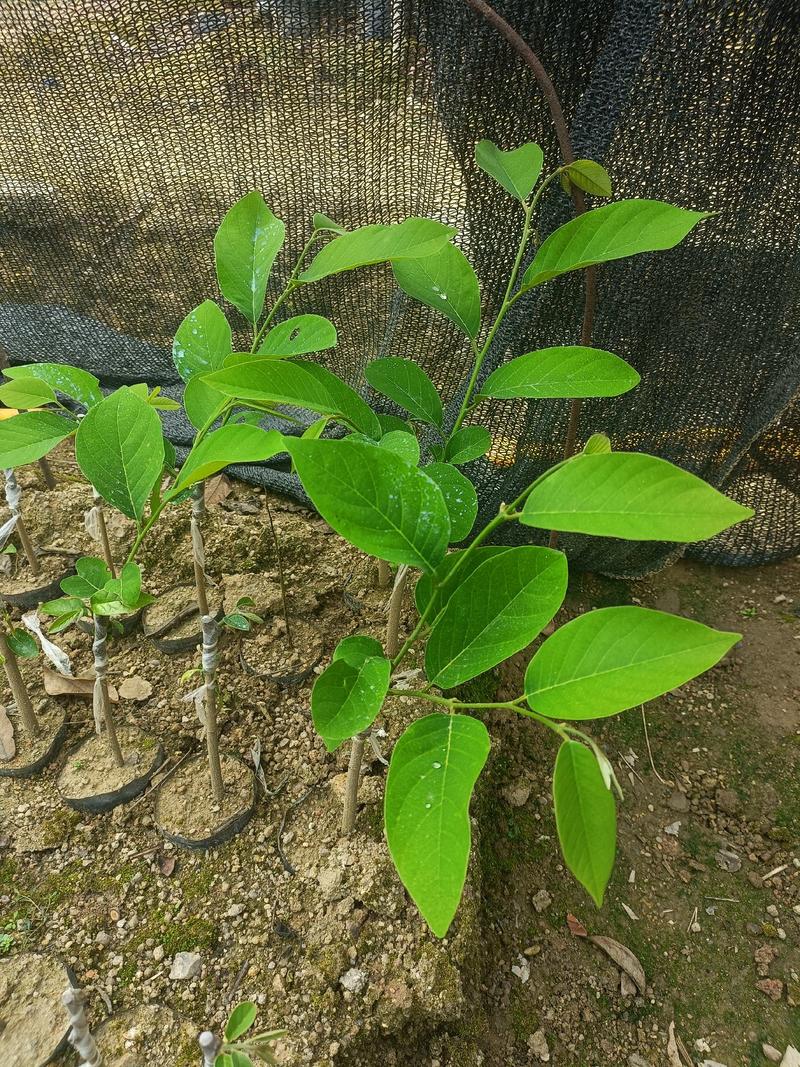 释迦苗，嫁接释迦果苗，释迦果树苗番荔枝台湾嫁接凤梨释迦果