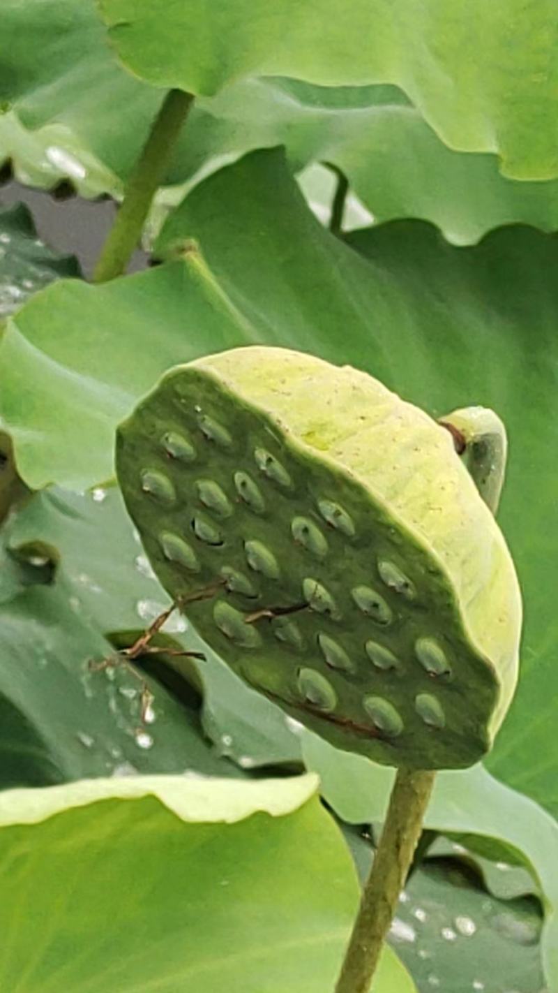 杭州鲜莲蓬嫩莲蓬大量供应发货臻熙农业基地直供