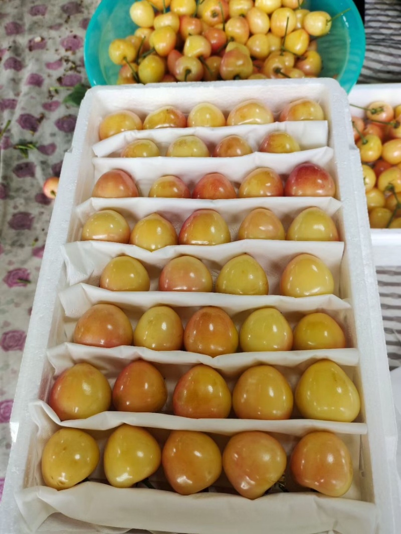 大连佳红黄蜜樱桃硬脆甜大量现货可一件代发