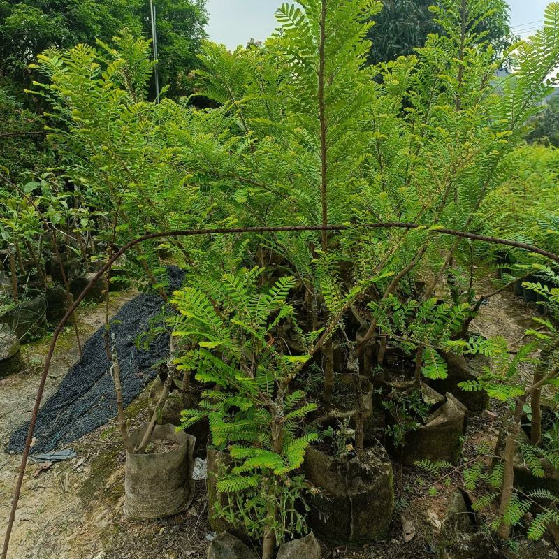 油甘果苗潮汕嫁接崩坎狮头甜种油甘苗柿饼甜油甘果树苗四