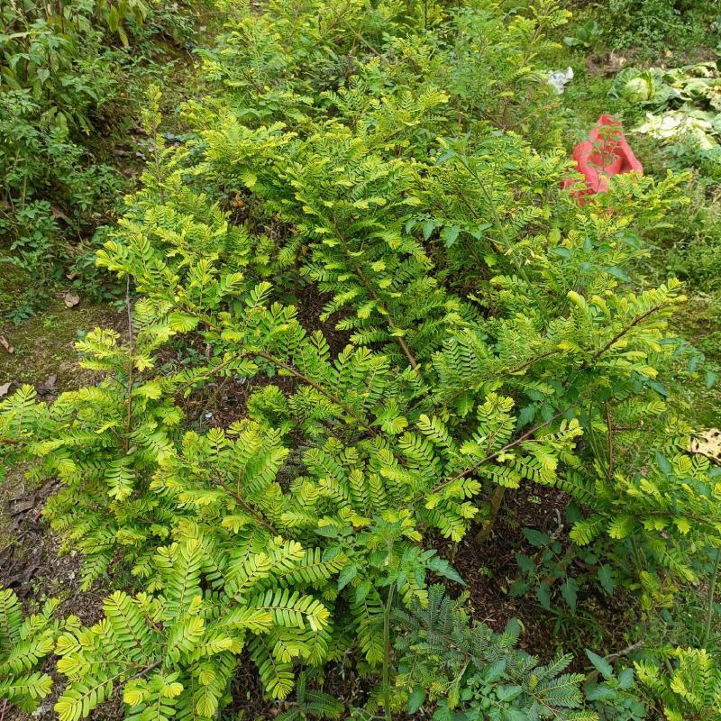 油甘果苗潮汕嫁接崩坎狮头甜种油甘苗柿饼甜油甘果树苗四