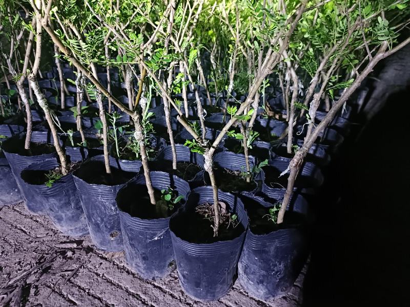 油甘果苗潮汕嫁接崩坎狮头甜种油甘苗柿饼甜油甘果树苗四
