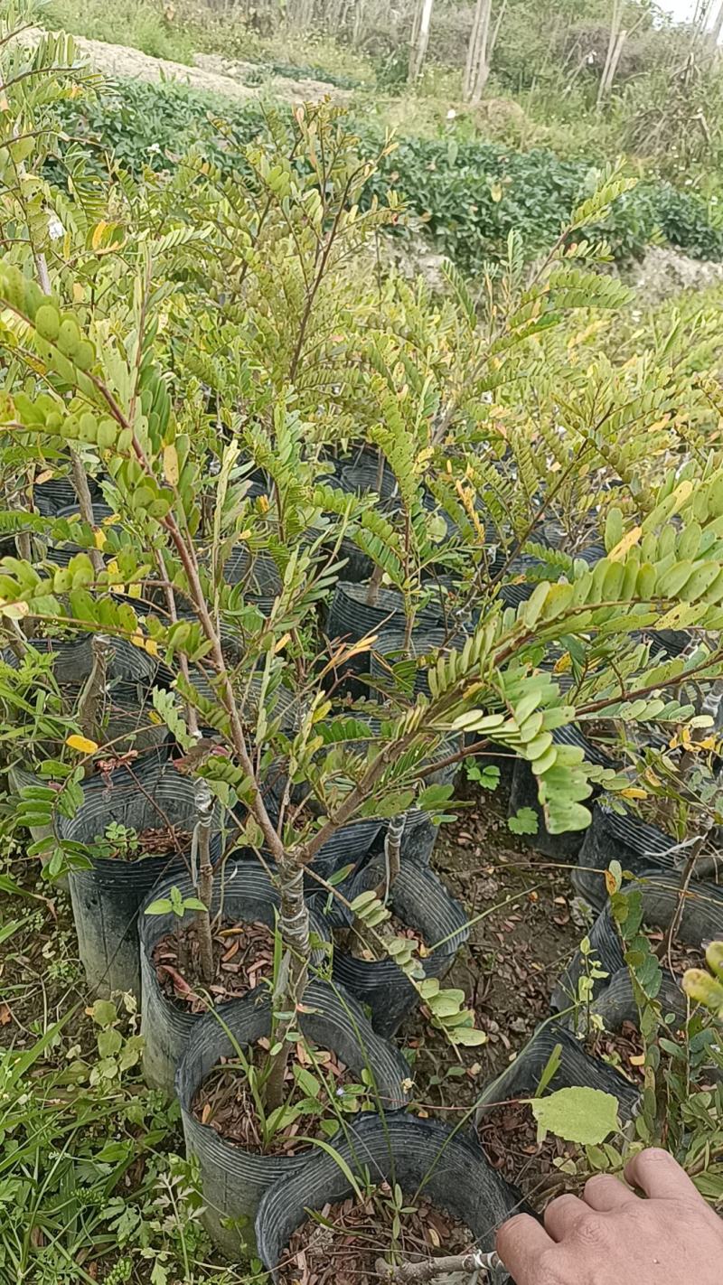 油甘果苗潮汕嫁接崩坎狮头甜种油甘苗柿饼甜油甘果树苗四
