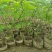 油甘果苗潮汕嫁接崩坎狮头甜种油甘苗柿饼甜油甘果树苗四