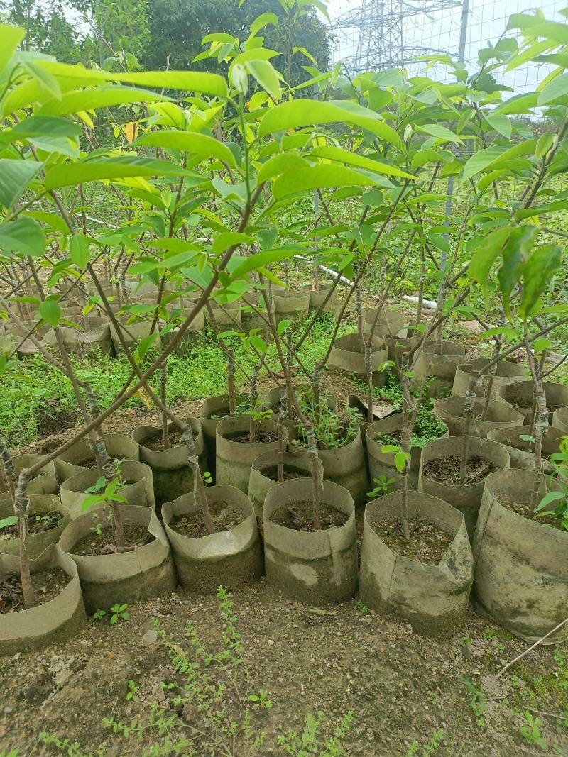 油甘果苗潮汕嫁接崩坎狮头甜种油甘苗柿饼甜油甘果树苗四