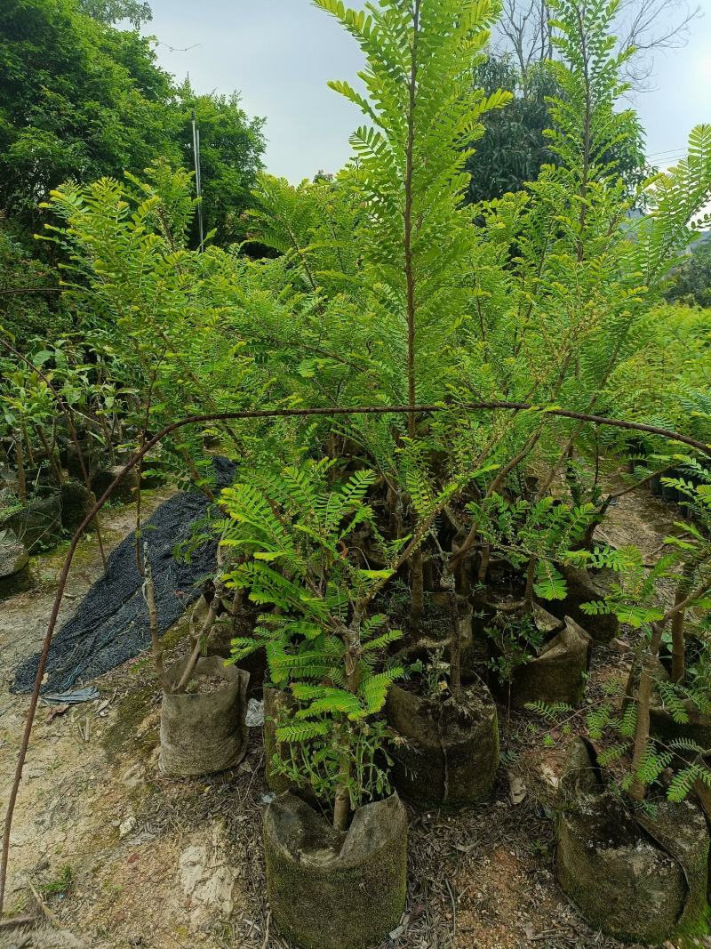 油甘果苗潮汕嫁接崩坎狮头甜种油甘苗柿饼甜油甘果树苗四