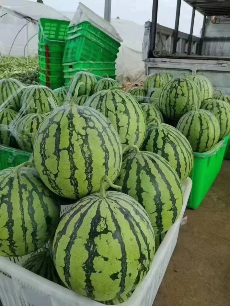 大棚8424，美都西瓜。质量三包，坏一个赔一个
