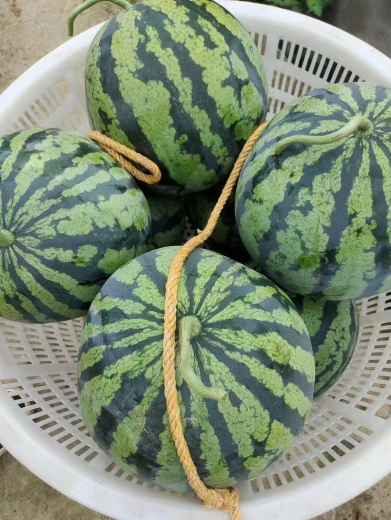 大棚8424，美都西瓜。质量三包，坏一个赔一个