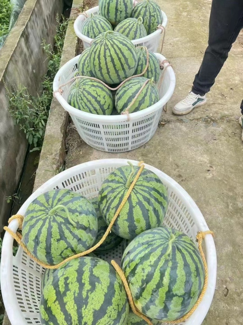 大棚8424，美都西瓜。质量三包，坏一个赔一个