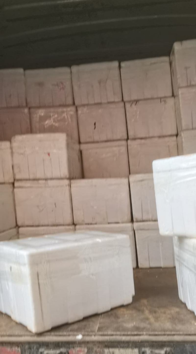 福建省大量供应鲜莲蓬原产地直接供货嫩莲蓬