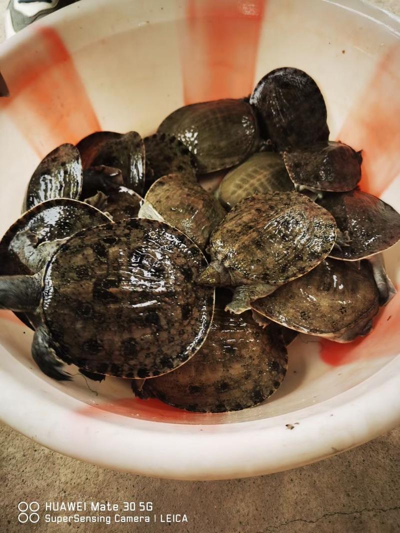 乌龟苗，甲鱼蛋，巴西龟苗自家养殖价格优惠