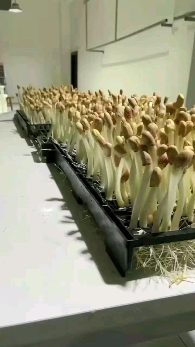 花生芽米发芽率百分之九十以上（常年供货）（保教技术）