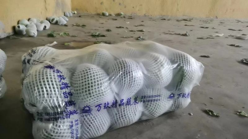 精品圆甘蓝中甘甘蓝绿球甘蓝1-2斤圆包菜