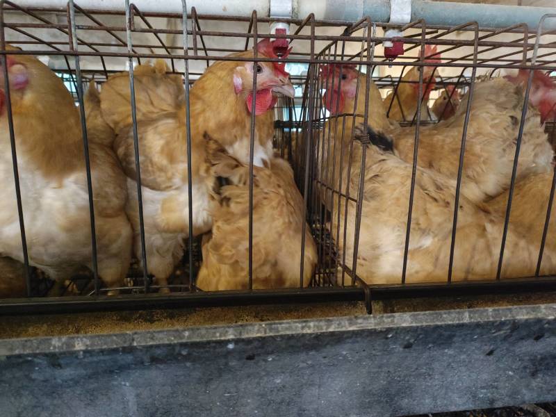 出售10个月苏禽母鸡，皖南黄母鸡