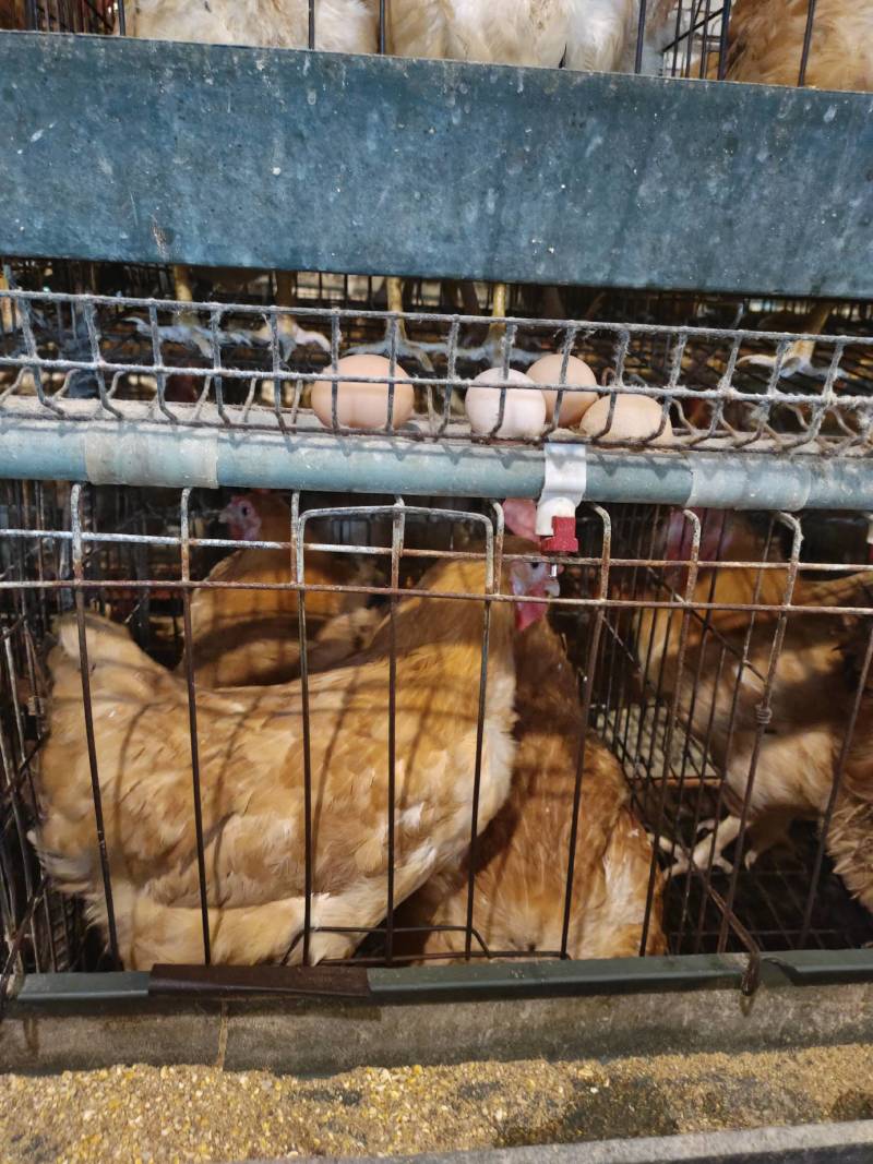 出售10个月苏禽母鸡，皖南黄母鸡