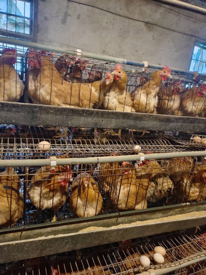 出售10个月苏禽母鸡，皖南黄母鸡
