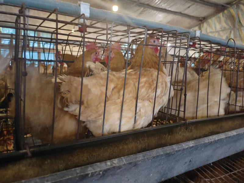 出售10个月苏禽母鸡，皖南黄母鸡