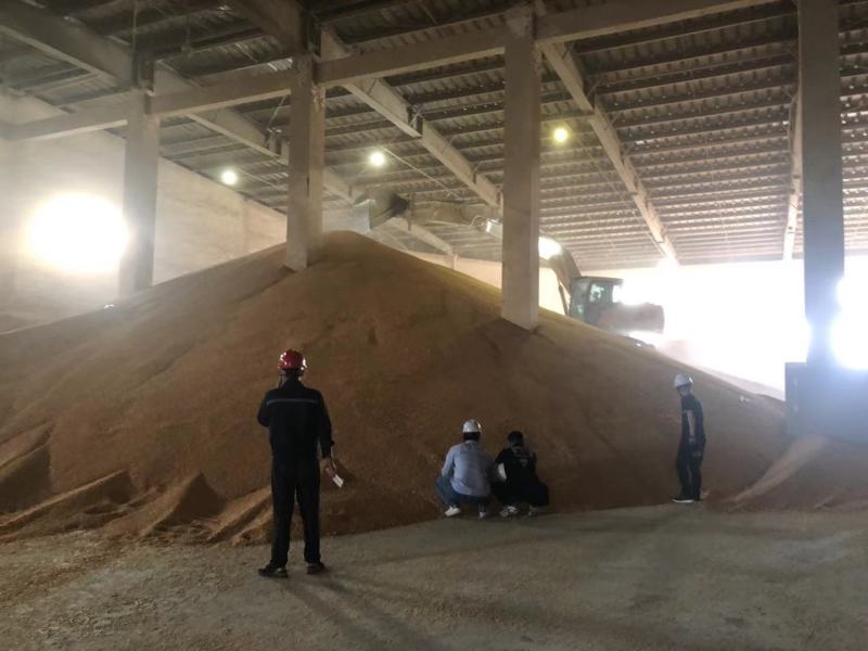 国标二等干玉米钦州自提