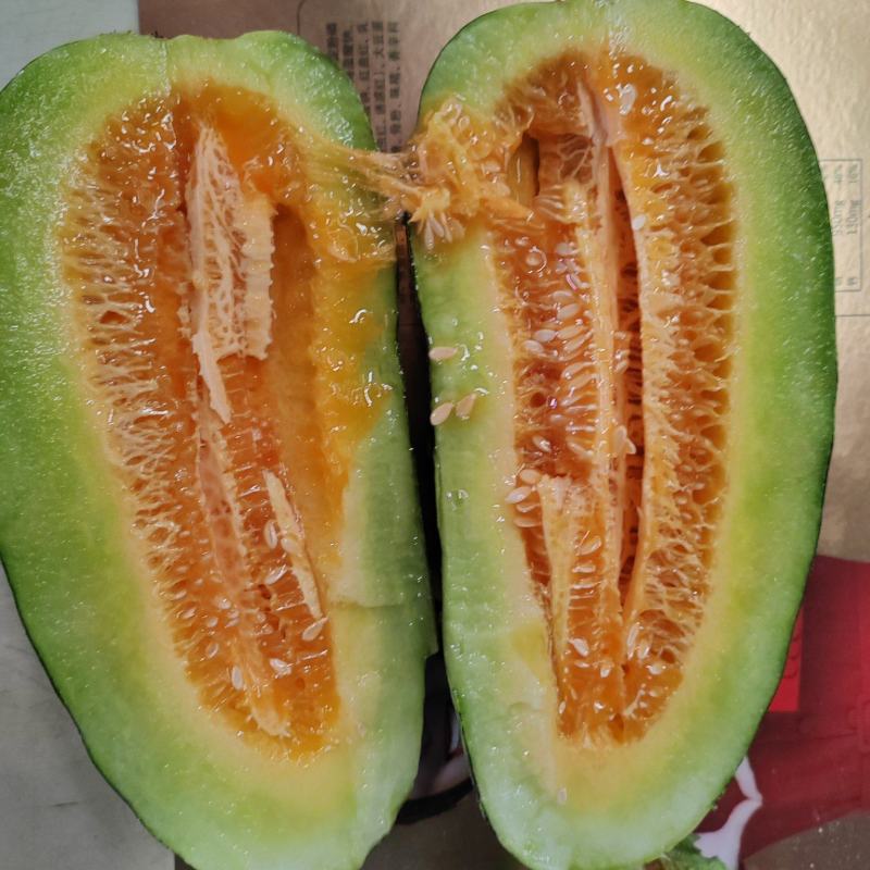 博洋甜瓜/安阳甜瓜/货量充足/价格优惠诚信经营欢迎来