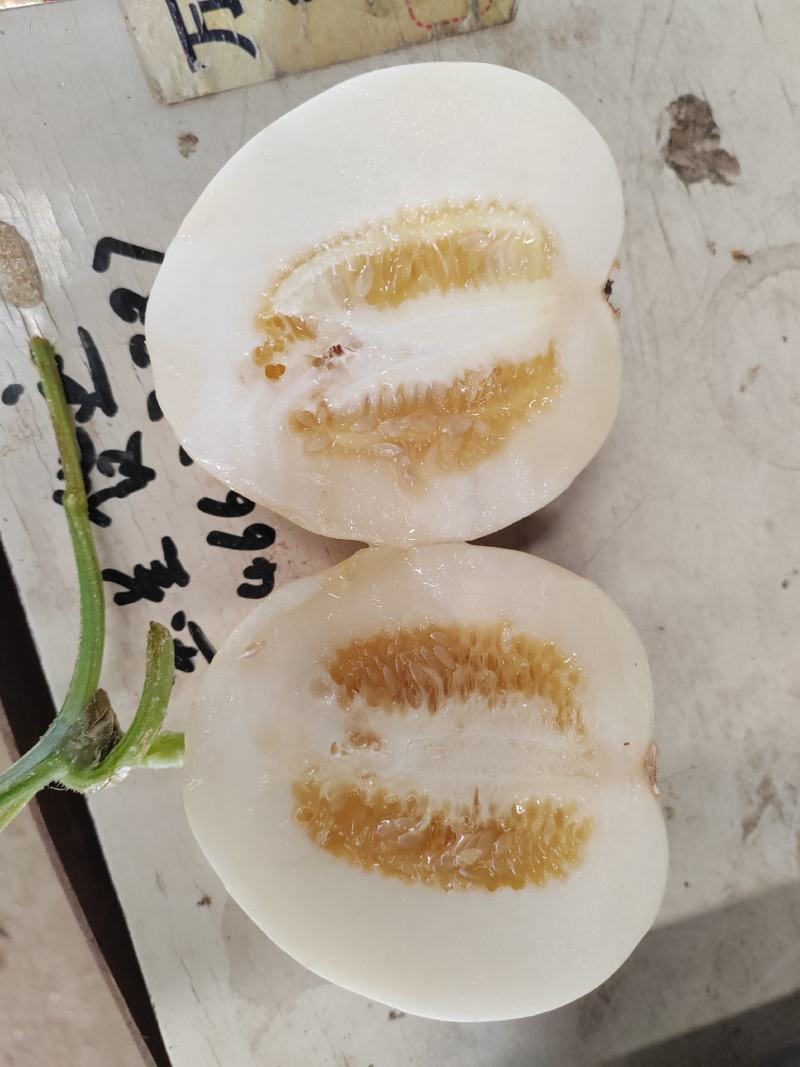 博洋甜瓜/安阳甜瓜/货量充足/价格优惠诚信经营欢迎来