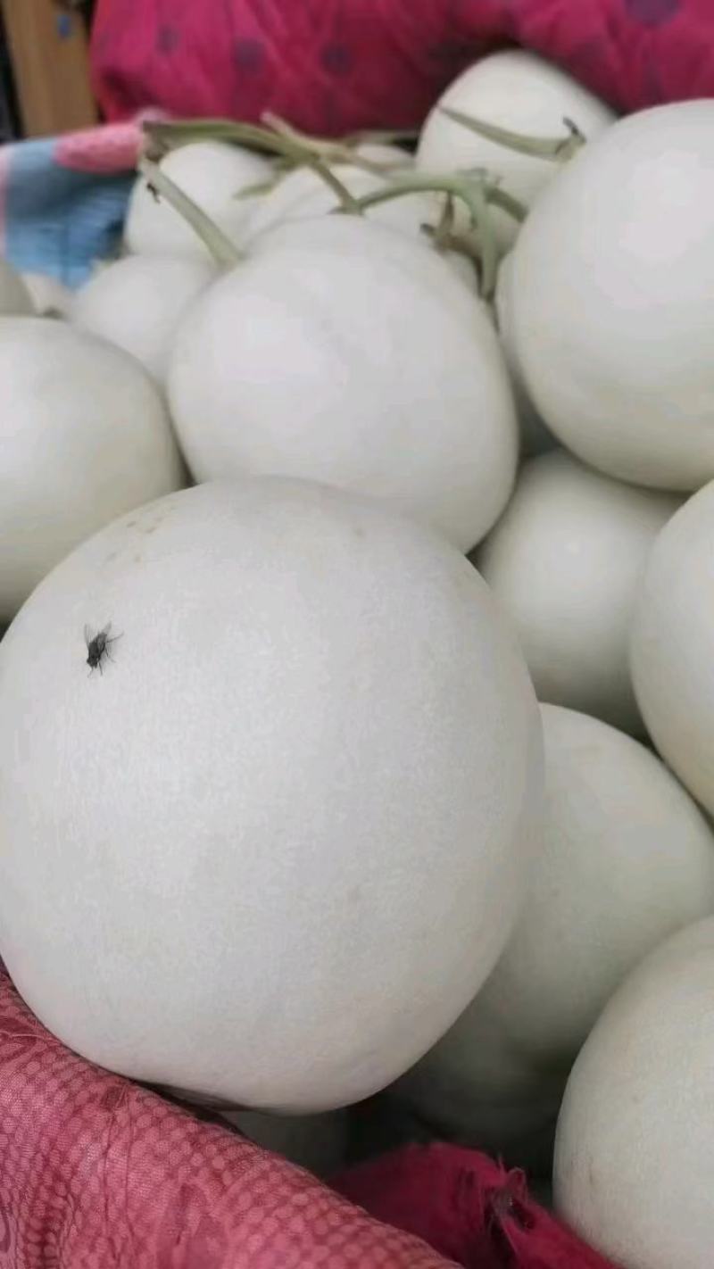 博洋甜瓜/安阳甜瓜/货量充足/价格优惠诚信经营欢迎来