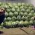 【陕西西瓜】，蒲城甜王西瓜，产地一手货源，9.5以上熟度