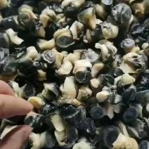新鲜田螺肉，人工挑选干净