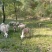 大山里自由放养的吃杂草喝泉水，无添加剂饲料，常年供应