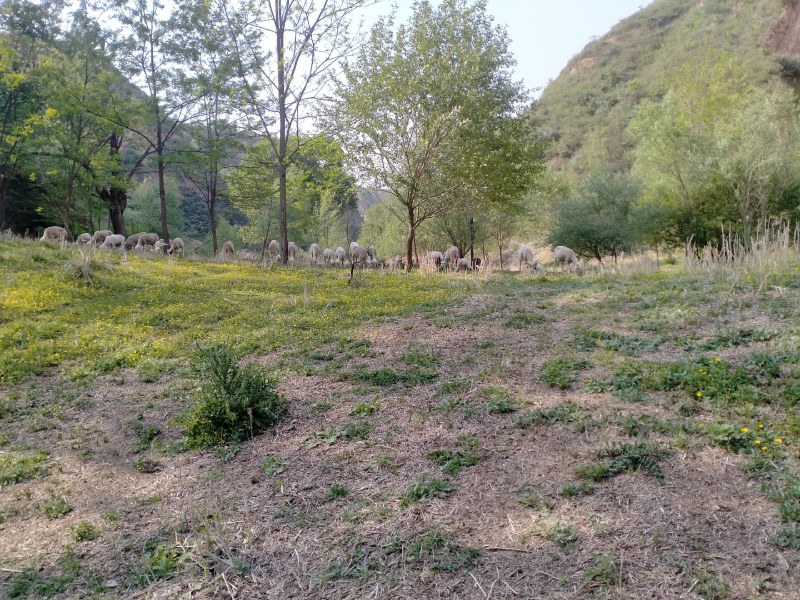 大山里自由放养的吃杂草喝泉水，无添加剂饲料，常年供应