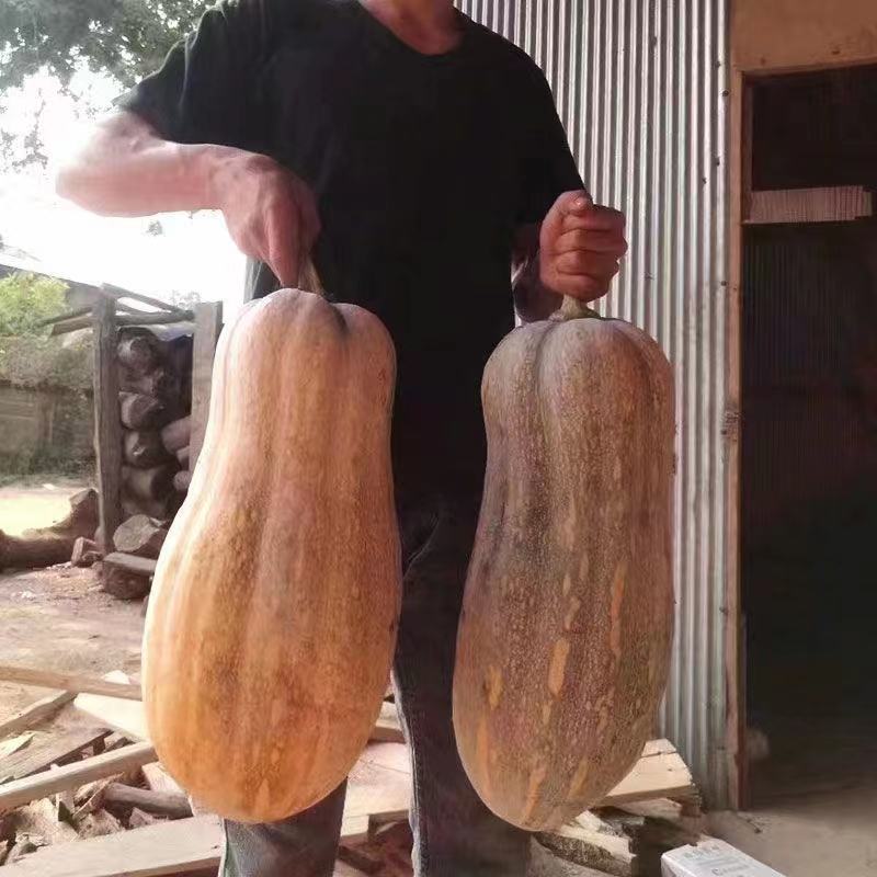 南瓜