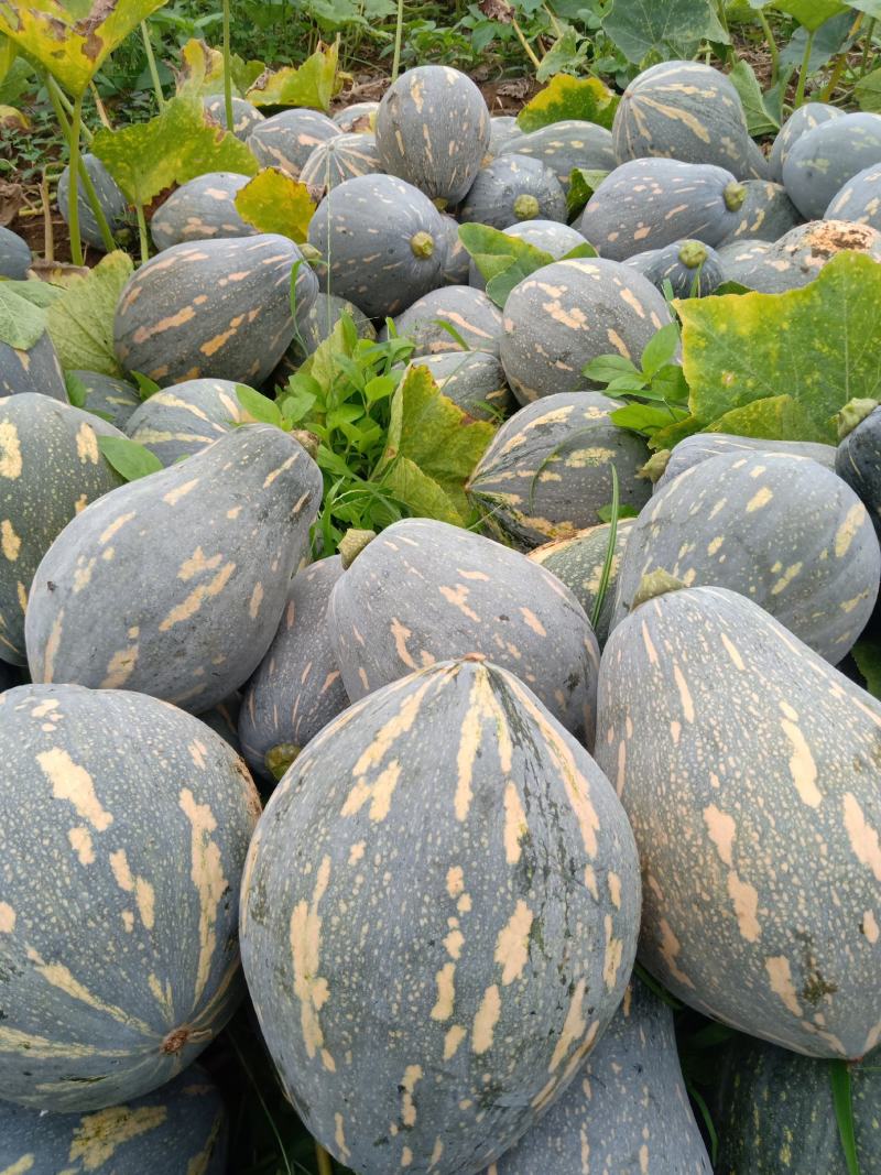 广西香芋南瓜大量上市，够香够粉，基地发货品质好