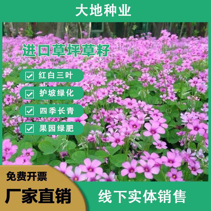 白三叶草坪草籽，四季常青庭院绿化地毯草种子草皮籽草坪种子