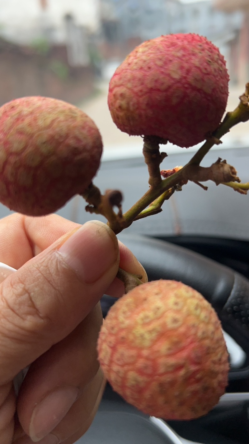 黑叶茘枝