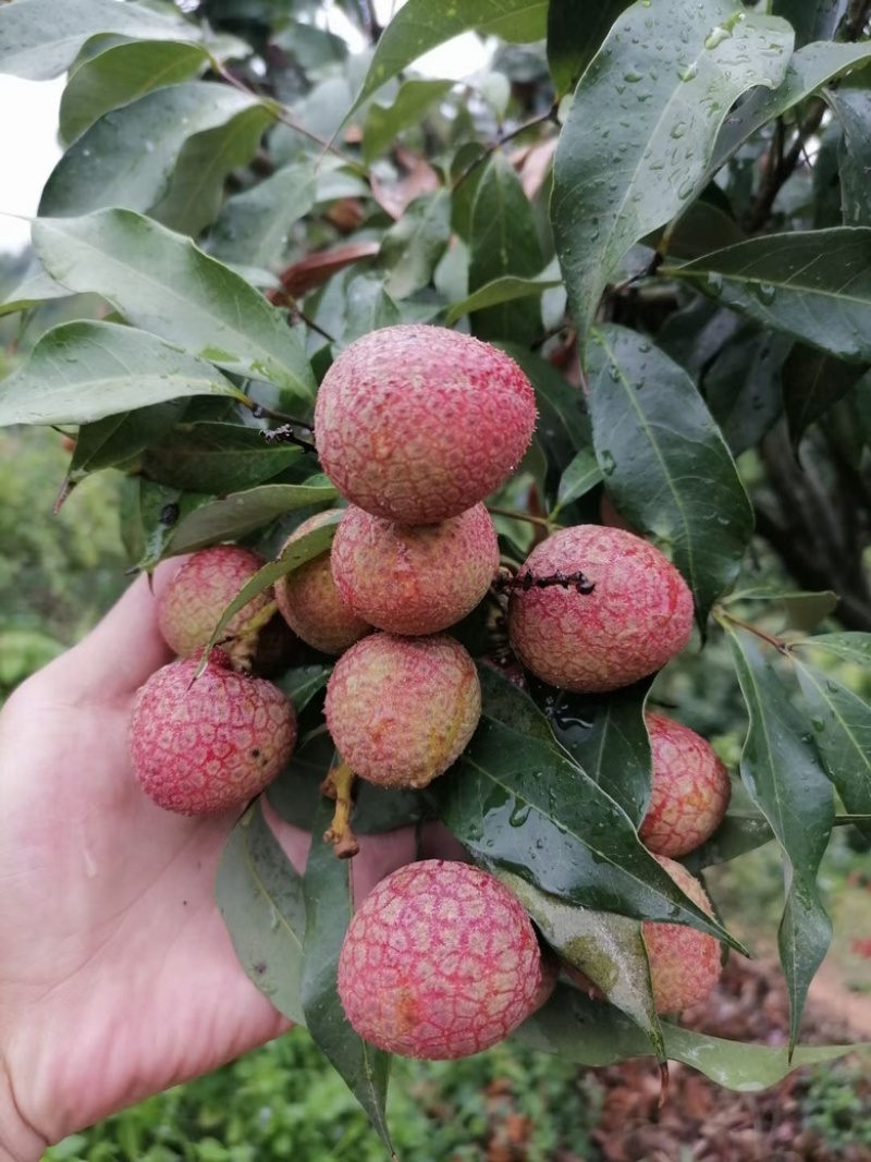 黑叶茘枝