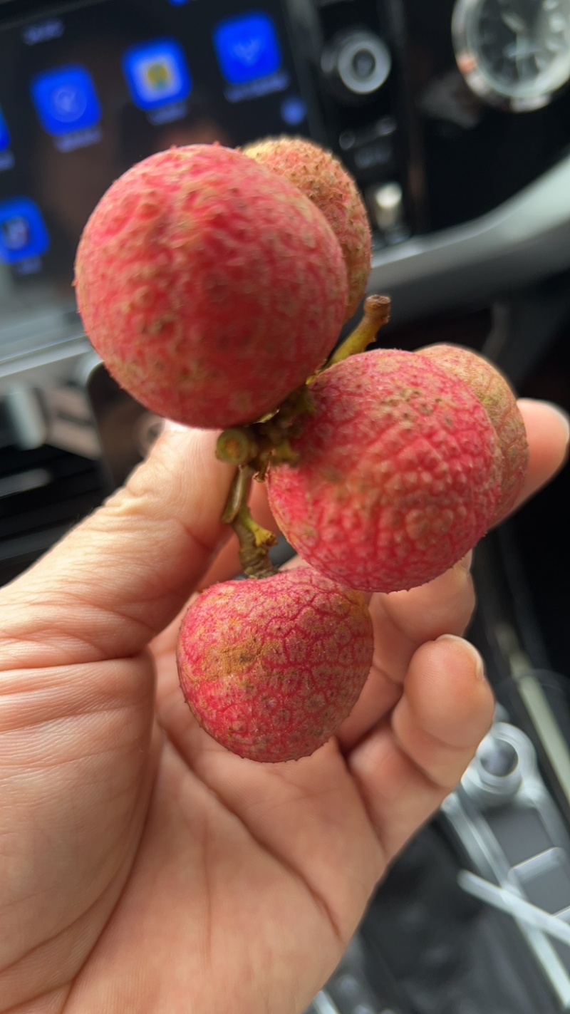 黑叶茘枝