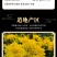 燕麟庄菊花茶金丝皇菊500g一朵一杯大菊花一斤装