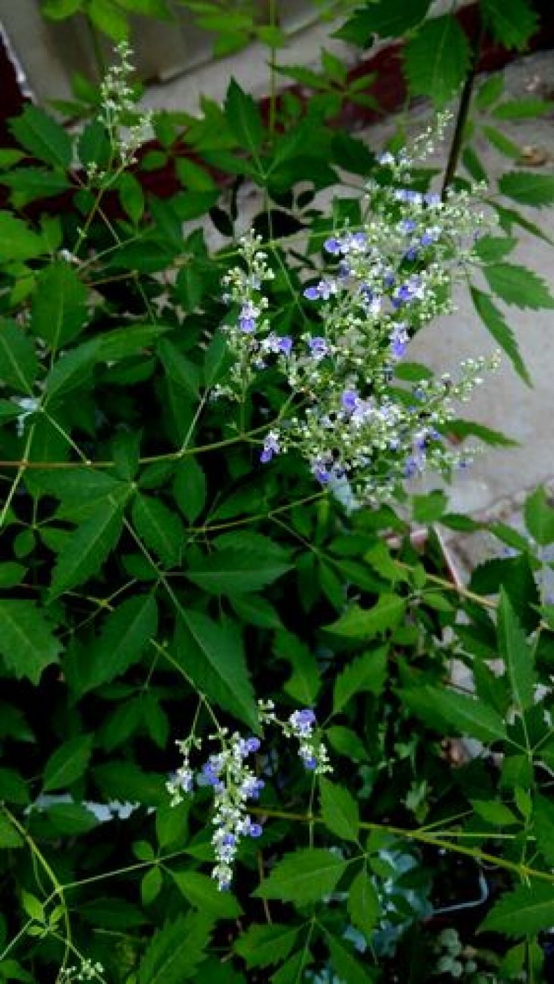 黄荆，杜荆