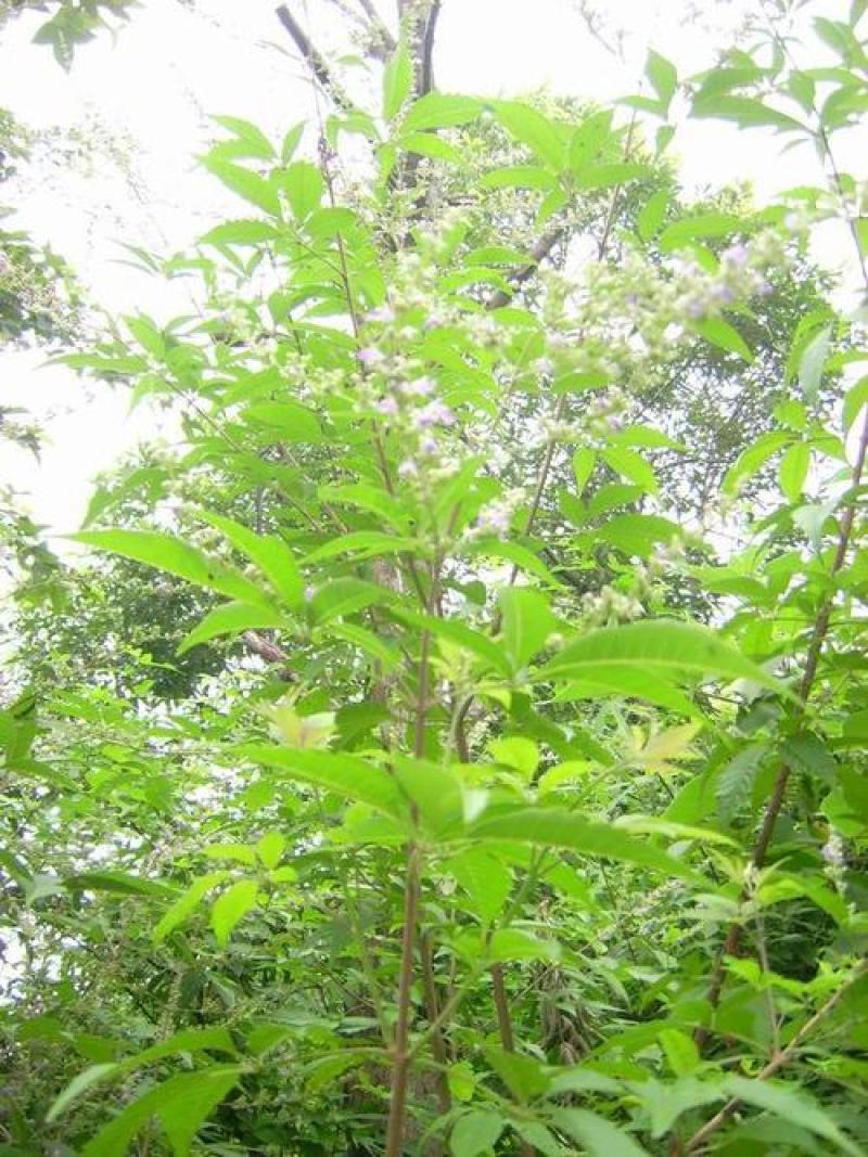 黄荆，杜荆