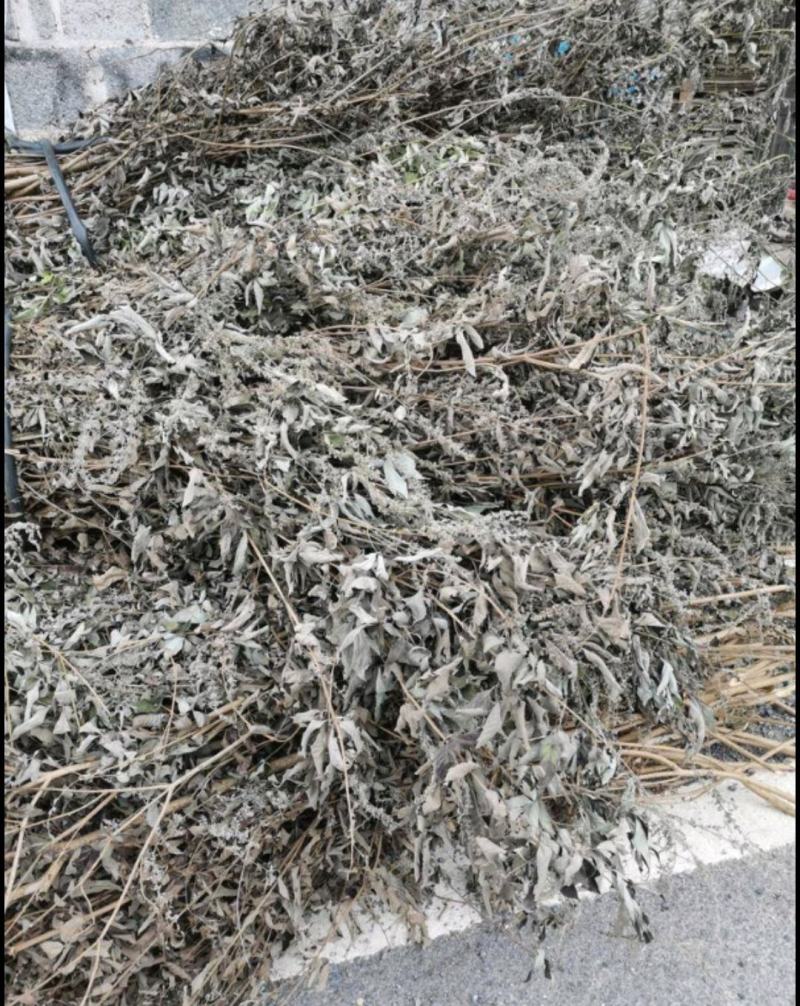 黄荆，杜荆